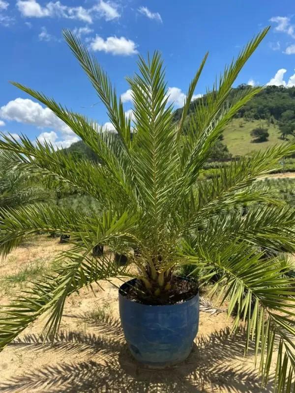 TAMAREIRA DACTYLIFERA (Phoenix dactylifera)